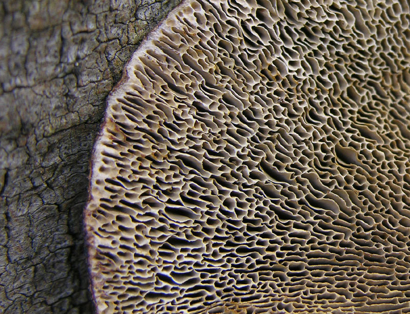 Un fosso......e una marea di funghi.(parte 2)